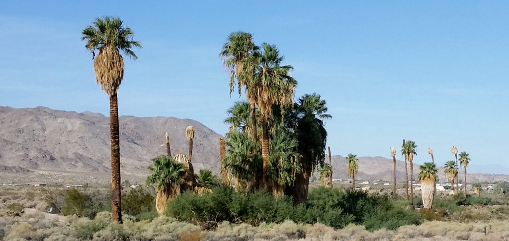 The Oasis of Mara at Joshua Tree National Park in California